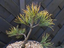 Bonsai mugo pine for sale  CANNOCK