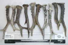 Roe deer antlers for sale  UTTOXETER