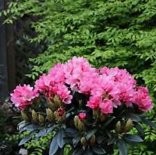 Hochstamm rhododendron clivia gebraucht kaufen  Bad Zwischenahn