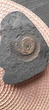 Fossilien ammonit usw gebraucht kaufen  Schwelm