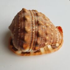 Sea snail shell for sale  OXFORD