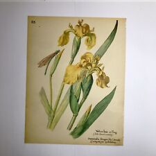 No 83 - Vintage Botanical Book Print for sale  Shipping to South Africa