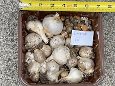 elephant garlic for sale  Avon Lake