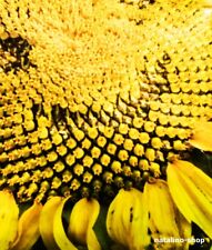 Sonnenblume lakomka samen gebraucht kaufen  Pfersee