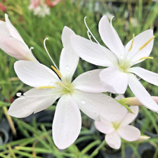 Hesperantha coccinea wilfred for sale  PRESTON