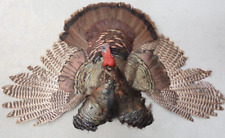 Wild turkey mount for sale  Stoughton