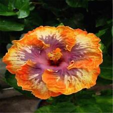 Exotic rare hibiscus for sale  Goldsboro