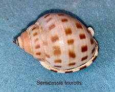 Semicassis faurotis for sale  Shipping to South Africa