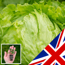 Lettuce eduardo organic for sale  CHELMSFORD