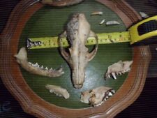 Fox skull bones for sale  PENRITH