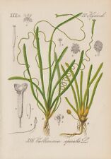 Water screw (Vallisneria spiralis) chromium lithography from 1880 for sale  Shipping to South Africa