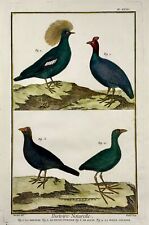 1751 guineafowl pheasants d'occasion  Expédié en Belgium