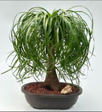 Ponytail palm bonsai for sale  Patchogue