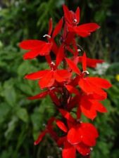 Perennial lobelia queen for sale  SALISBURY