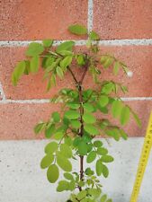 Robinia pseudoacacia pianta usato  Volvera