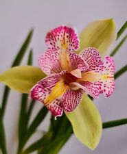 Cymbidium orchid. green for sale  NOTTINGHAM