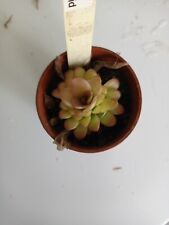 Pinguicula agnata hybrid for sale  SHEFFIELD