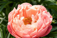 Peony coral charm for sale  DURHAM