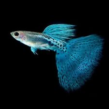 tropical fish guppies for sale  GLASGOW