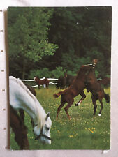 Postkarte pferde engadin gebraucht kaufen  Hamburg