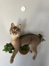 Bobcat taxidermy wall for sale  Bloomington