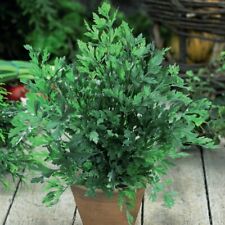 Flat leaf parsley for sale  IPSWICH