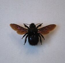 Violet carpenter bee for sale  CHORLEY