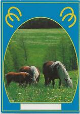 Horse postcard mares for sale  ALTON