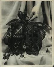 Used, 1959 Press Photo Episcia coccinea,Being Used at Iowa Nurseries - mjb86762 for sale  Shipping to South Africa