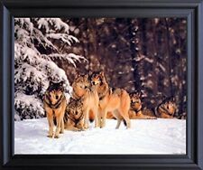 Timber wolves snow for sale  San Jose