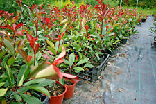 red robin photinia 120 usato  Caravaggio