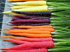 Carrot mixed rainbow for sale  AYLESBURY