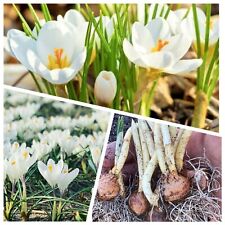 Crocus bulbs joan for sale  WISBECH