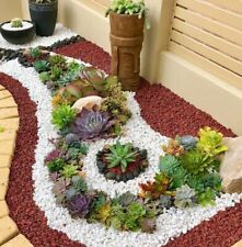 Live succulent plant for sale  Fallbrook