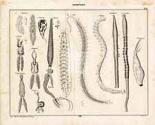 NATURE - Vintage Print of Red Worms - Obra de arte de historia natural de Oken #B329 segunda mano  Embacar hacia Argentina