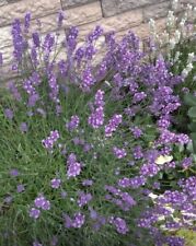 English lavender plant for sale  BURTON-ON-TRENT