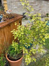 Mulberry bush. 3year for sale  MAIDENHEAD