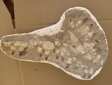 Muestre de mandíbula de mosasaurio 20 dientes Marruecos, usado segunda mano  Embacar hacia Argentina