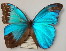 Gynandromorphe morpho amathont d'occasion  Paris XI