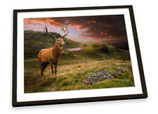 Deer stag highlands for sale  UK