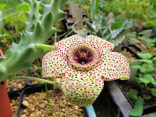Orbea pulchella for sale  Shipping to Ireland