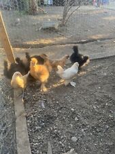 Hens roosters for sale  Perris