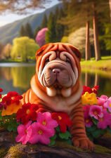 Shar pei red for sale  USA