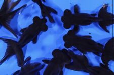 Black moor goldfish for sale  Miami