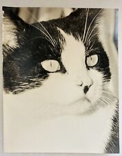 Tuxedo cat vintage for sale  Fort Worth