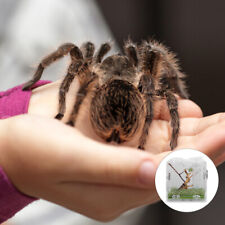 Reptile case tarantula for sale  Shipping to Ireland