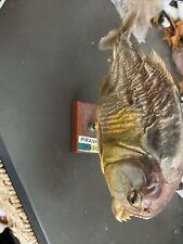 Vintage taxidermy piranha for sale  Philo