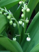 Giant convallaria majalis for sale  RUGBY