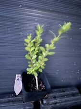 Green beauty boxwood for sale  Martin