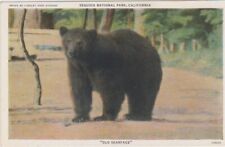 Black bear old for sale  Apple Valley